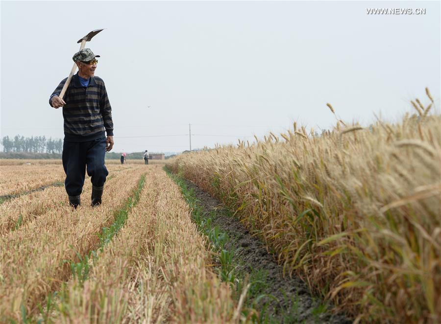 CHINA-HUANTAI-HARVEST(CN)