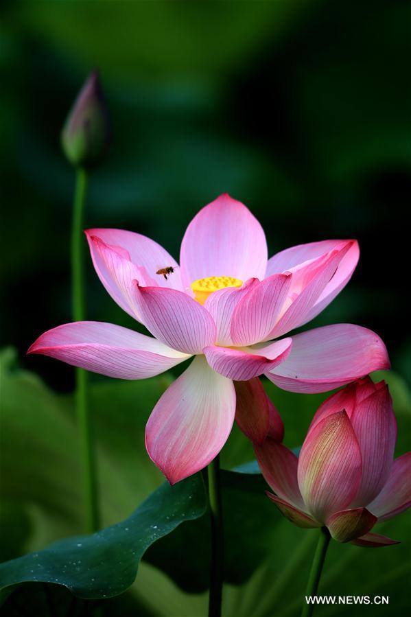 #CHINA-ANHUI-HUANGSHAN-LOTUS (CN)