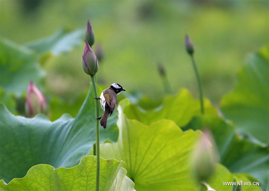 #CHINA-ANHUI-HUANGSHAN-LOTUS (CN)