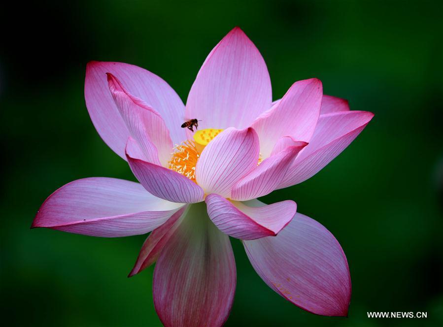 #CHINA-ANHUI-HUANGSHAN-LOTUS (CN)