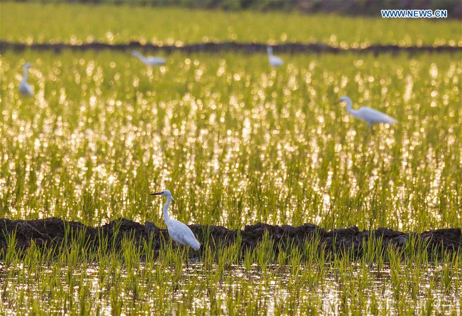 #CHINA-JIANGSU-LIANYUNGANG-EGRETS (CN)