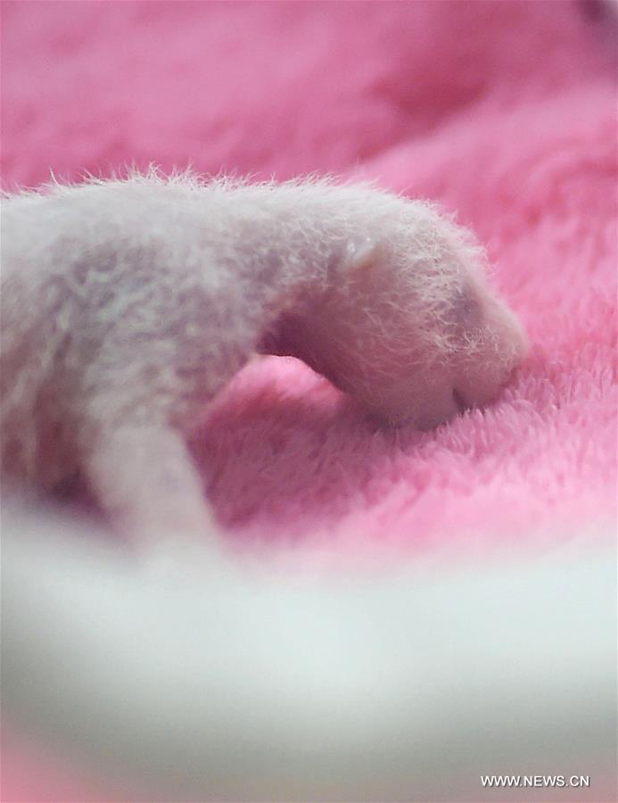 A giant panda gave birth to twins on Monday in Chengdu, the first twins this year anywhere in the world, according to the breeding base. 