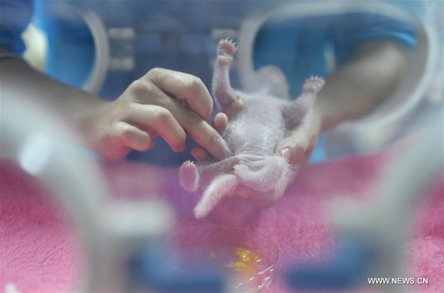 A giant panda gave birth to twins on Monday in Chengdu, the first twins this year anywhere in the world, according to the breeding base. 