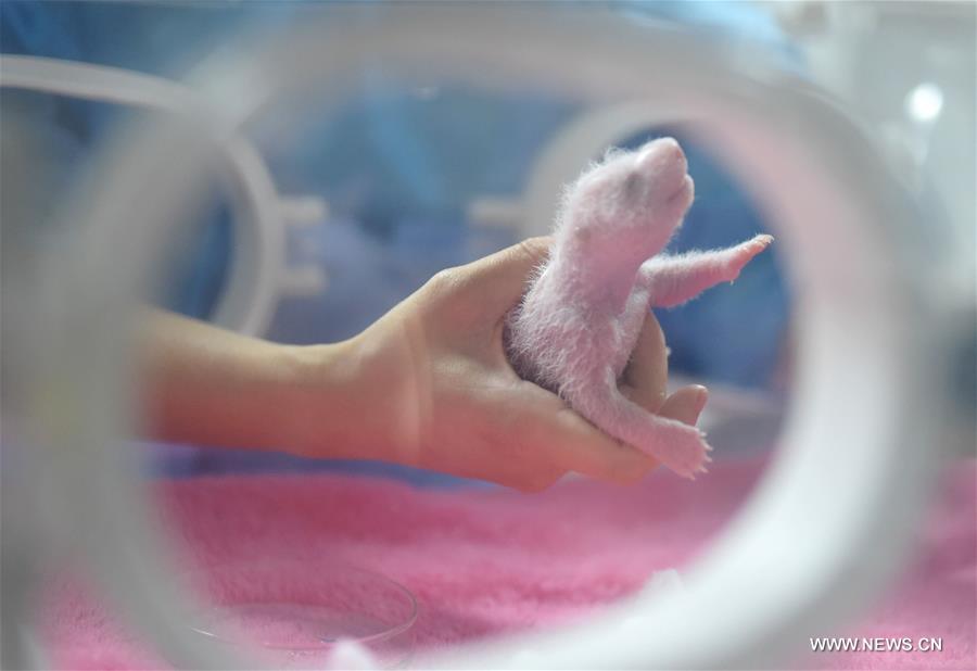 A giant panda gave birth to twins on Monday in Chengdu, the first twins this year anywhere in the world, according to the breeding base. 