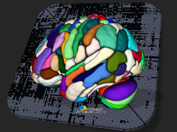 中国科学家领衔绘制出全新的人类脑图谱