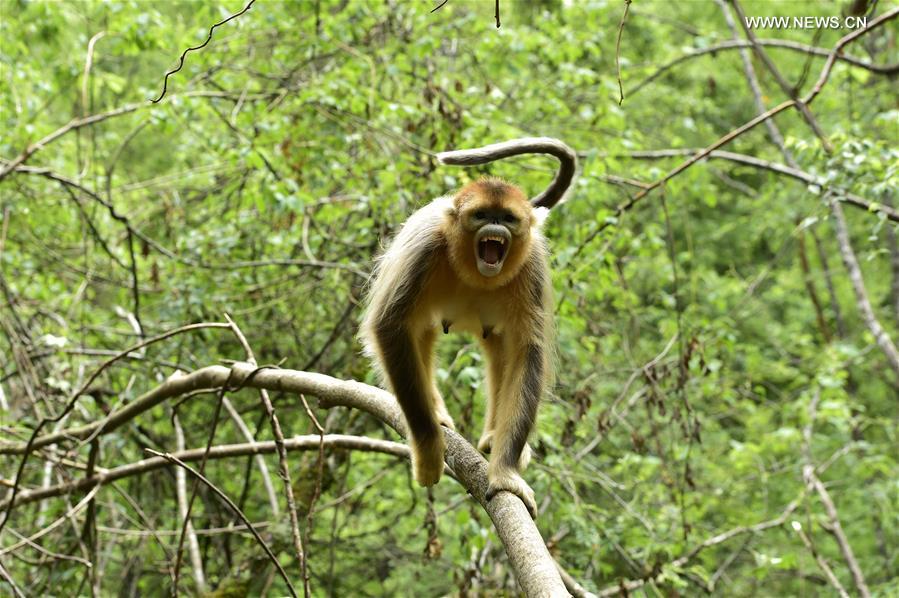 CHINA-HUBEI-SHENNONGJIA-GOLDEN MONKEYS (CN) 