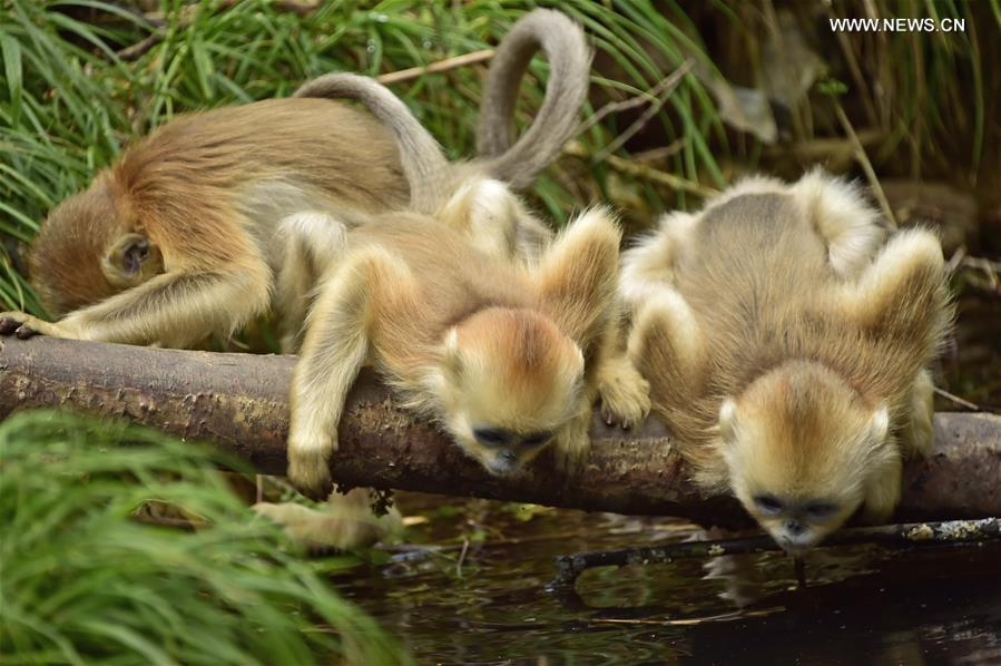 CHINA-HUBEI-SHENNONGJIA-GOLDEN MONKEYS (CN) 