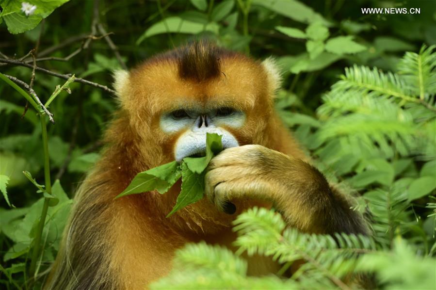 CHINA-HUBEI-SHENNONGJIA-GOLDEN MONKEYS (CN) 