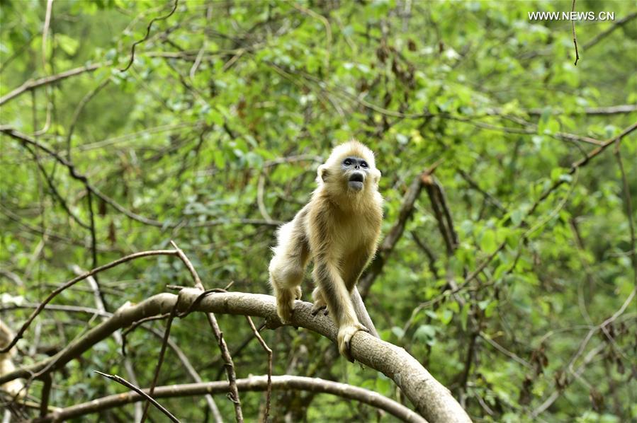 CHINA-HUBEI-SHENNONGJIA-GOLDEN MONKEYS (CN) 