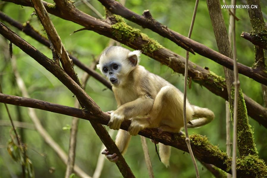 CHINA-HUBEI-SHENNONGJIA-GOLDEN MONKEYS (CN) 