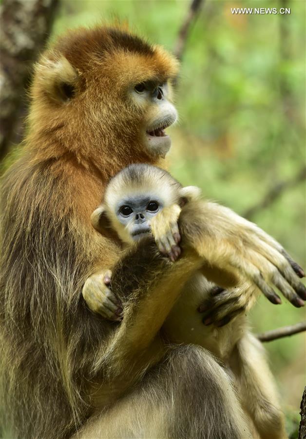 CHINA-HUBEI-SHENNONGJIA-GOLDEN MONKEYS (CN) 