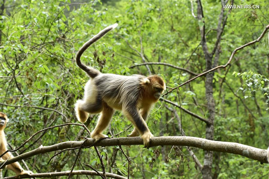 CHINA-HUBEI-SHENNONGJIA-GOLDEN MONKEYS (CN) 