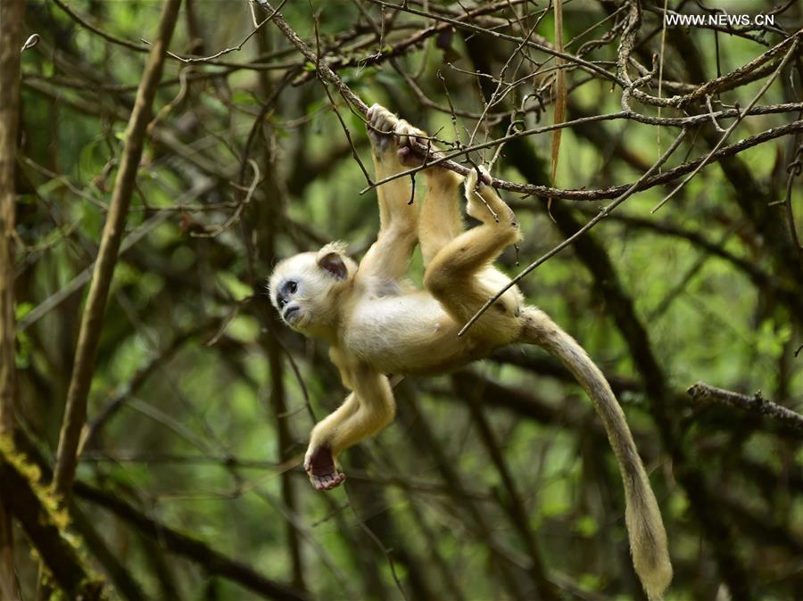 CHINA-HUBEI-SHENNONGJIA-GOLDEN MONKEYS (CN) 