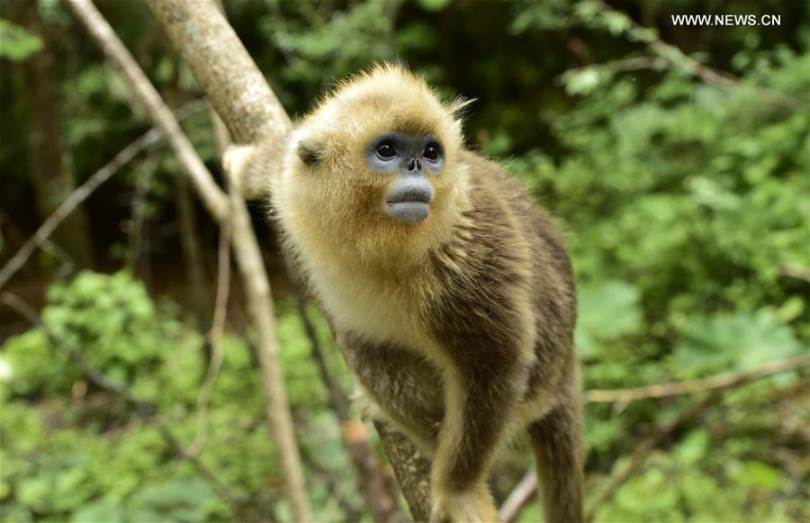 CHINA-HUBEI-SHENNONGJIA-GOLDEN MONKEYS (CN) 