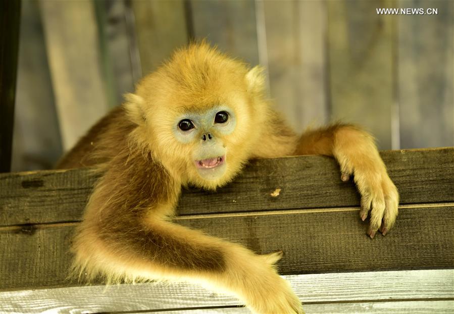 CHINA-HUBEI-SHENNONGJIA-GOLDEN MONKEYS (CN) 