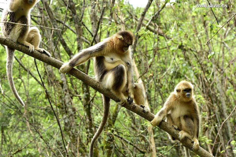 CHINA-HUBEI-SHENNONGJIA-GOLDEN MONKEYS (CN) 