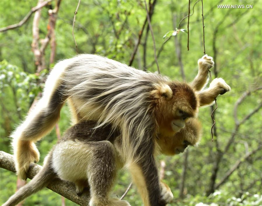 CHINA-HUBEI-SHENNONGJIA-GOLDEN MONKEYS (CN) 