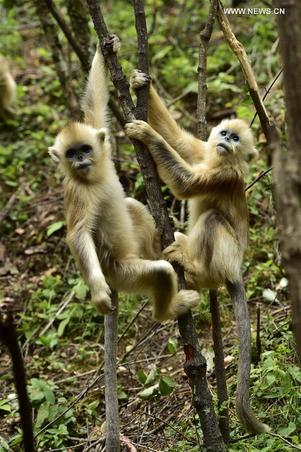 CHINA-HUBEI-SHENNONGJIA-GOLDEN MONKEYS (CN) 