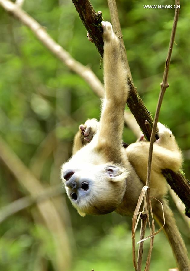 CHINA-HUBEI-SHENNONGJIA-GOLDEN MONKEYS (CN) 