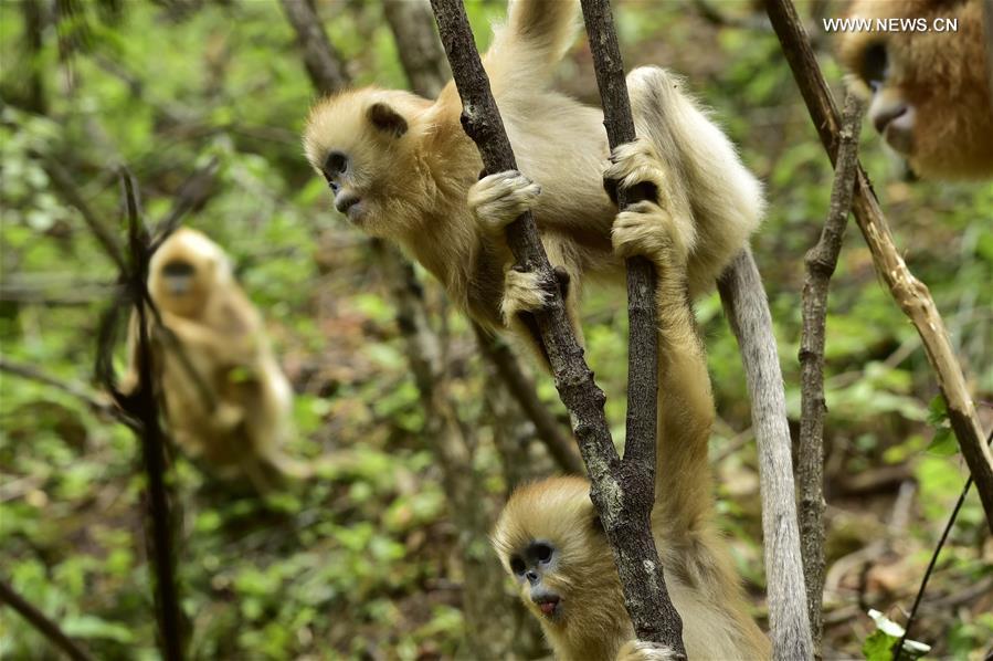 CHINA-HUBEI-SHENNONGJIA-GOLDEN MONKEYS (CN) 