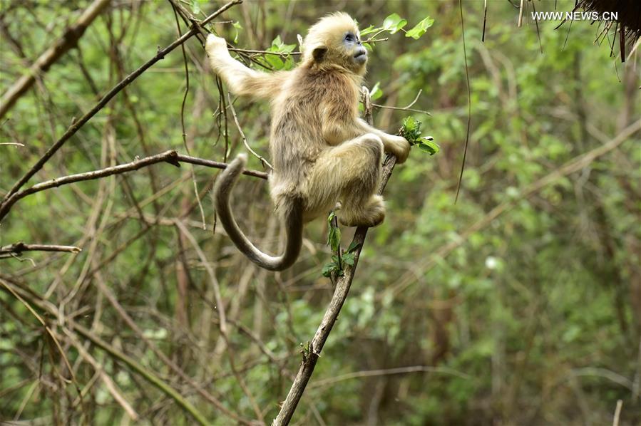 CHINA-HUBEI-SHENNONGJIA-GOLDEN MONKEYS (CN) 