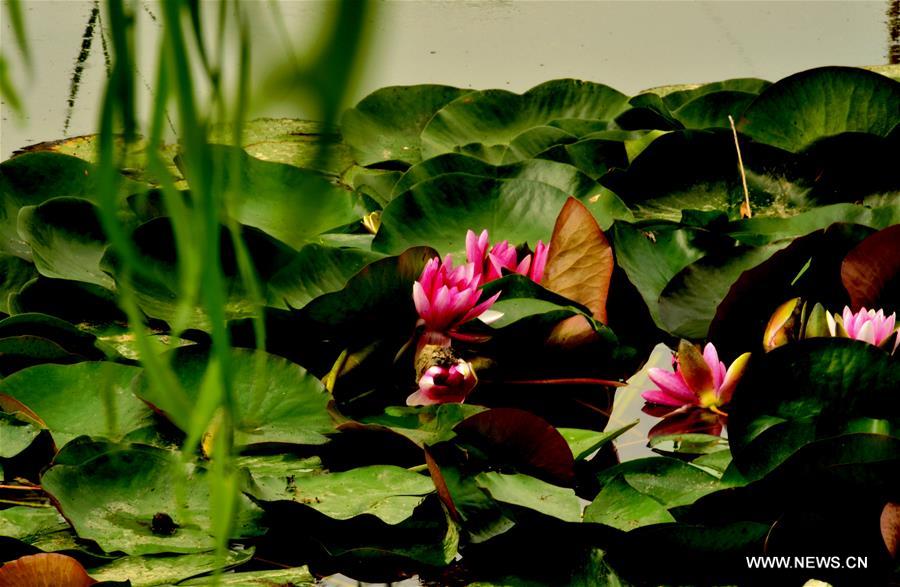 #CHINA-GANSU-JIUQUAN-LOTUS(CN)