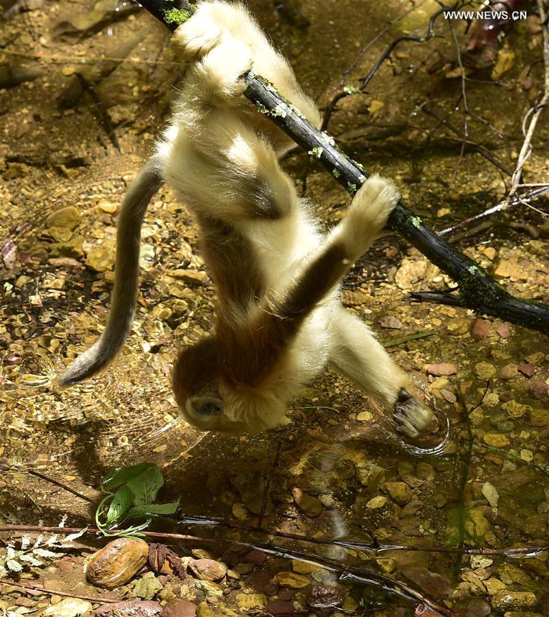 CHINA-HUBEI-SHENNONGJIA-GOLDEN MONKEYS (CN) 