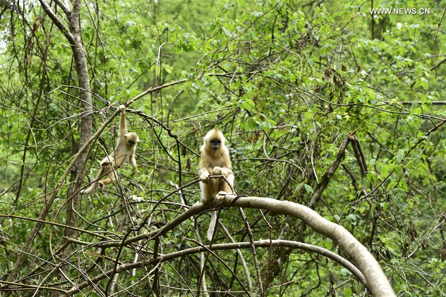 CHINA-HUBEI-SHENNONGJIA-GOLDEN MONKEYS (CN) 