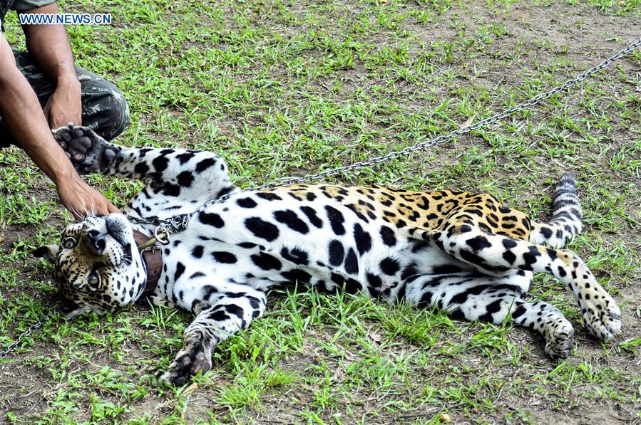 (SP)BRAZIL-MANAUS-OLYMPICS-JAGUAR