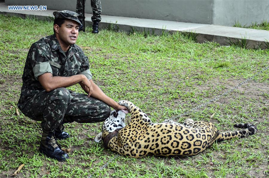 (SP)BRAZIL-MANAUS-OLYMPICS-JAGUAR