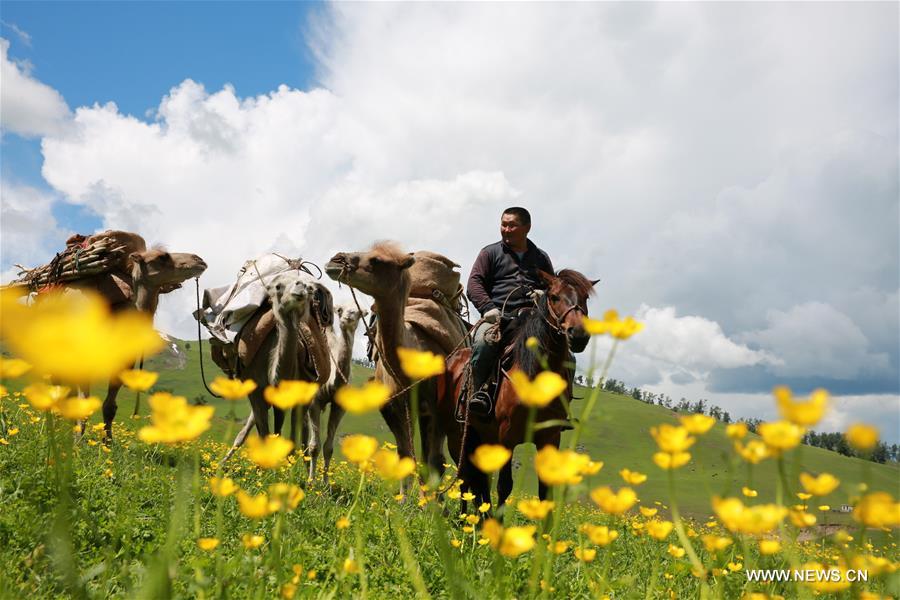 Herdsmen of Kazakh ethnic group here are busy with transferring livestock to summer pastures. 