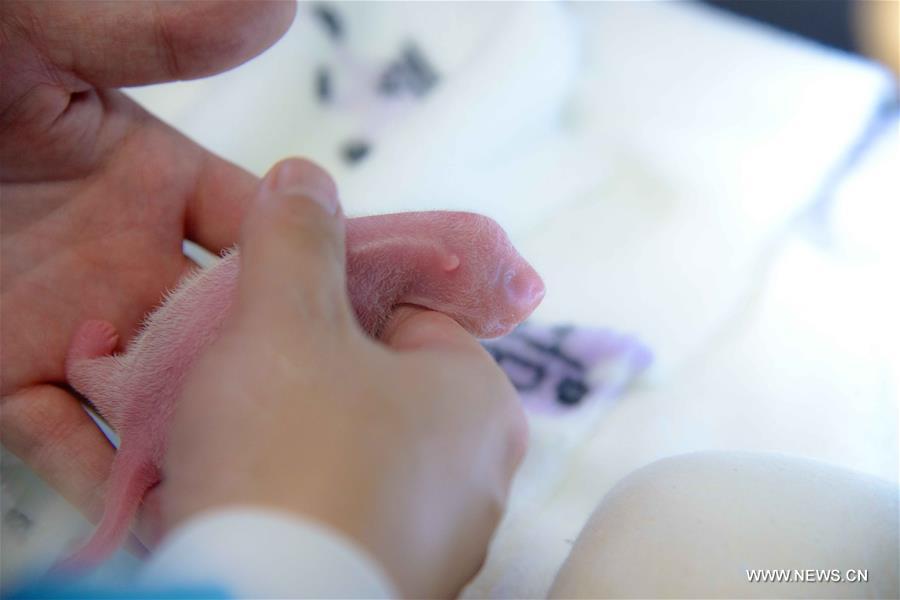 According to first inspection, the gender of the cubs is male.