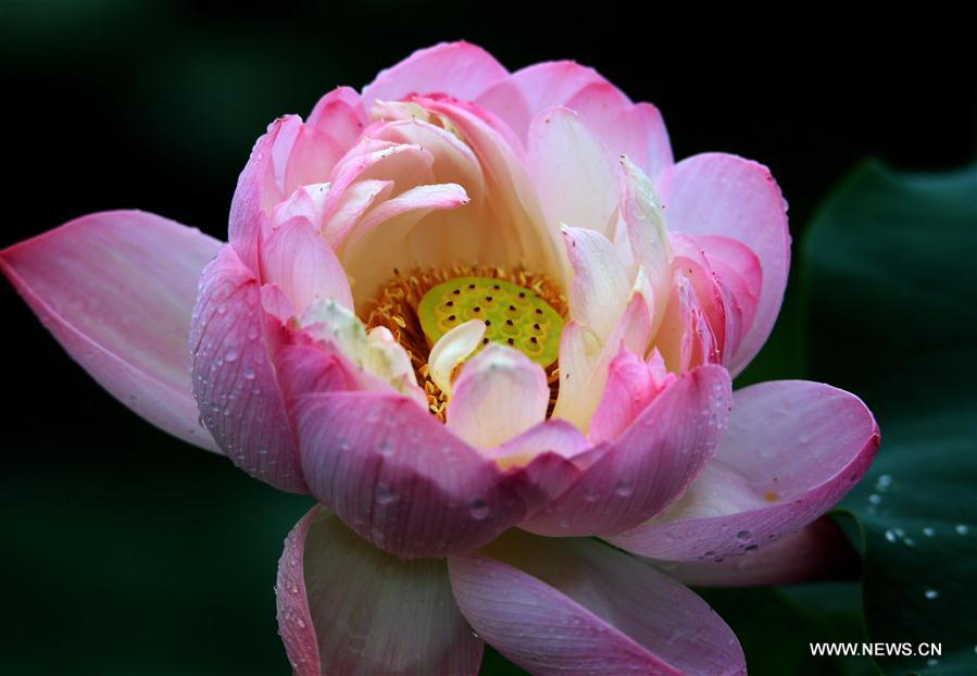 #CHINA-SUMMER-LOTUS (CN)