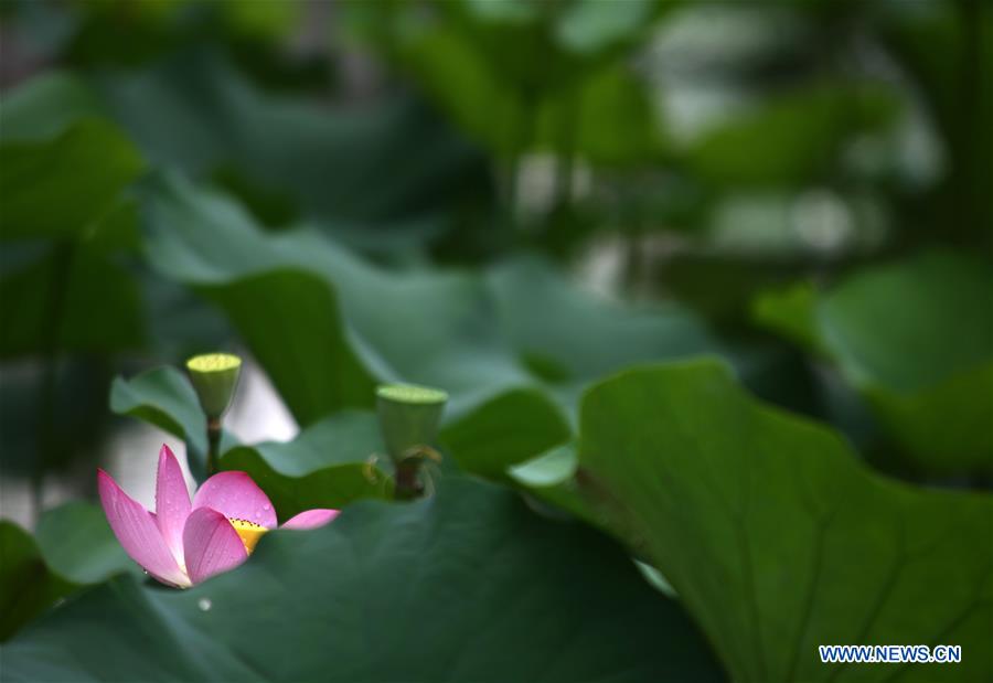 #CHINA-TIANJIN-LOTUS FLOWERS (CN)
