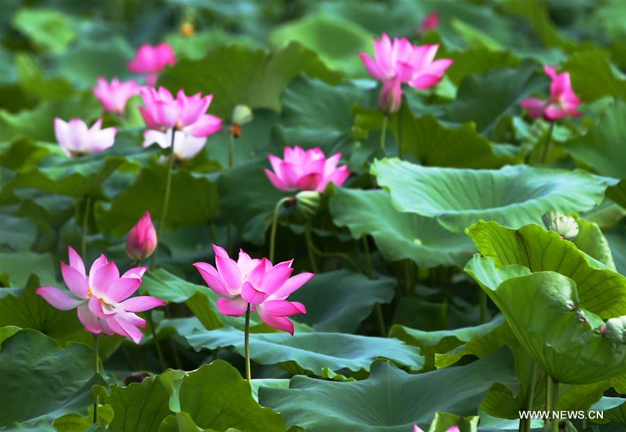 #CHINA-SUMMER-LOTUS (CN)