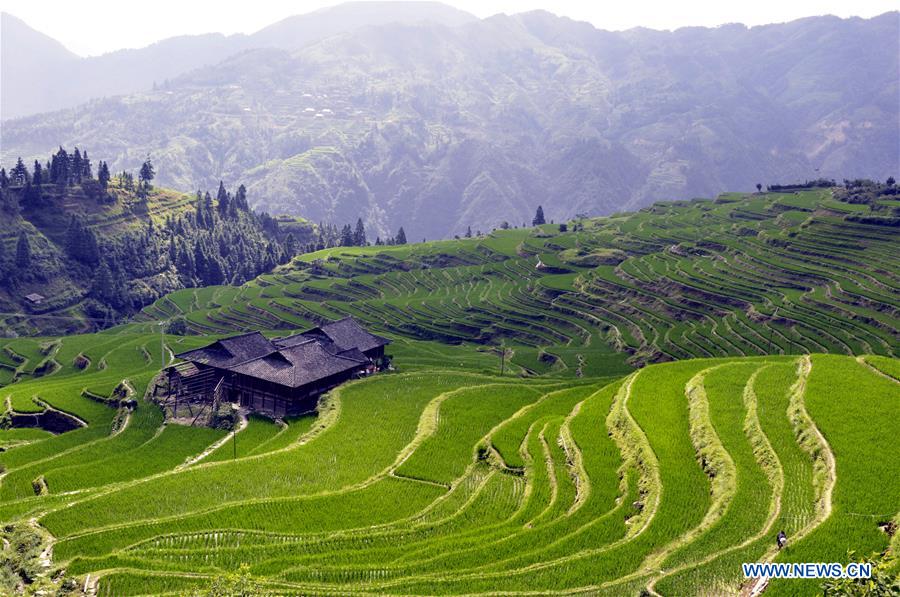 #CHINA-GUIZHOU-CONGJIANG-TERRACED FIELDS (CN) 