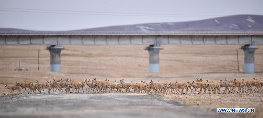 CHINA-QINGHAI-TIBET RAILWAY-ANNIVERSARY-ENVIRONMENT (CN)