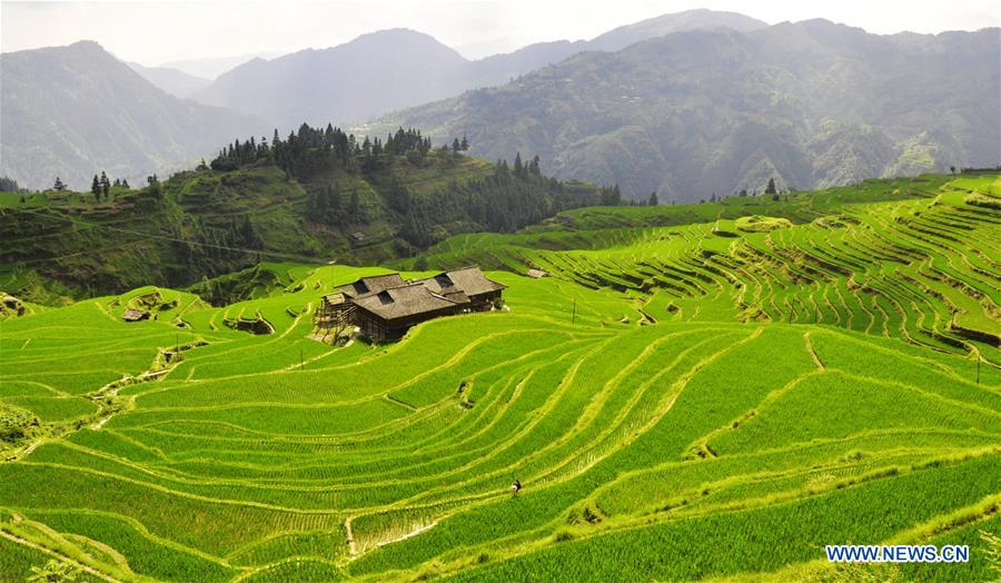 #CHINA-GUIZHOU-CONGJIANG-TERRACED FIELDS (CN) 