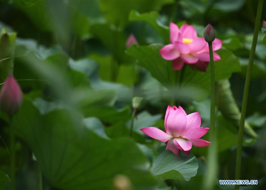 #CHINA-TIANJIN-LOTUS FLOWERS (CN)