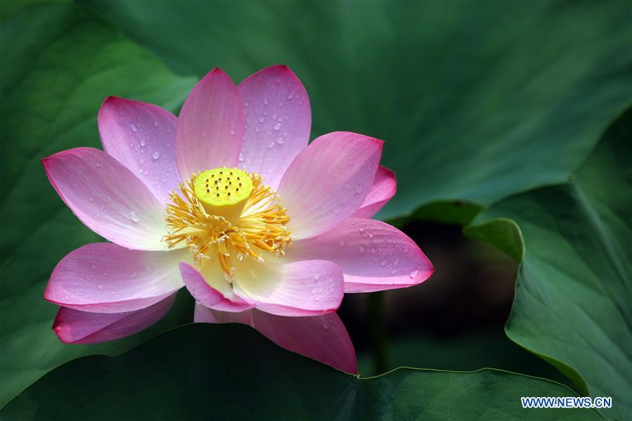 #CHINA-TIANJIN-LOTUS FLOWERS (CN)