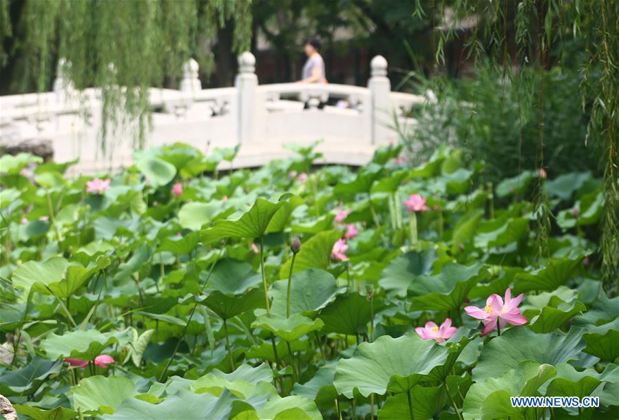 #CHINA-TIANJIN-LOTUS FLOWERS (CN)