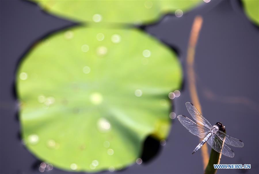 #CHINA-TIANJIN-LOTUS FLOWERS (CN)