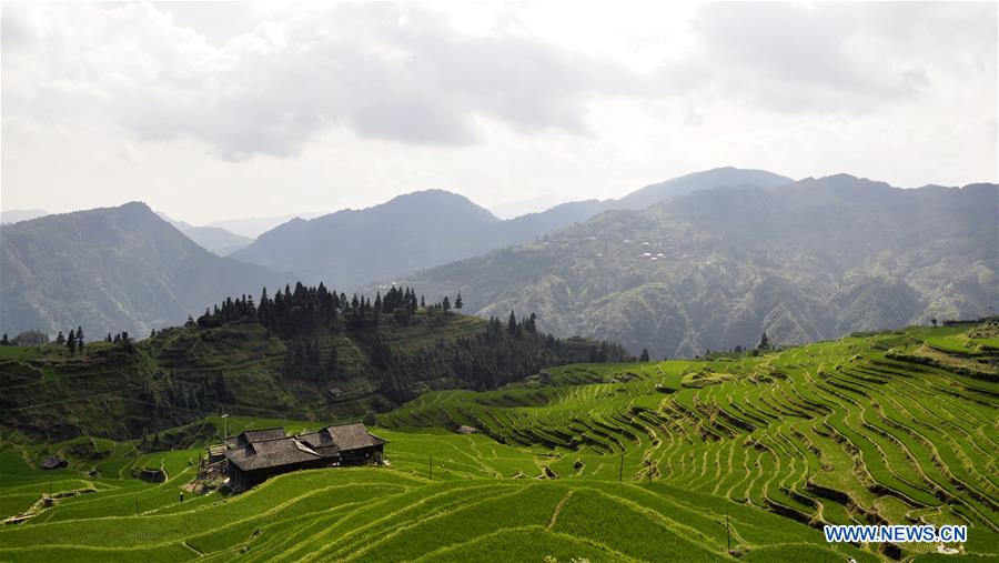 #CHINA-GUIZHOU-CONGJIANG-TERRACED FIELDS (CN) 