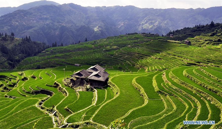#CHINA-GUIZHOU-CONGJIANG-TERRACED FIELDS (CN) 