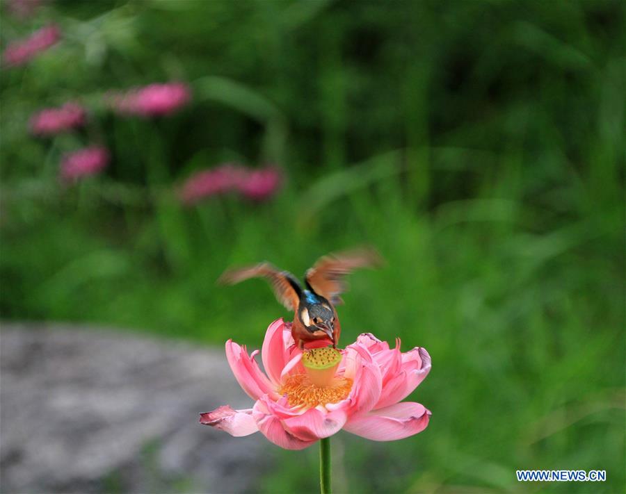 #CHINA-BEIJING-KINGFISHER (CN)