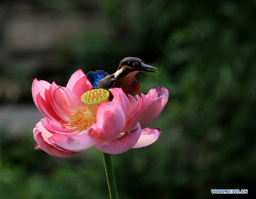 #CHINA-BEIJING-KINGFISHER (CN)