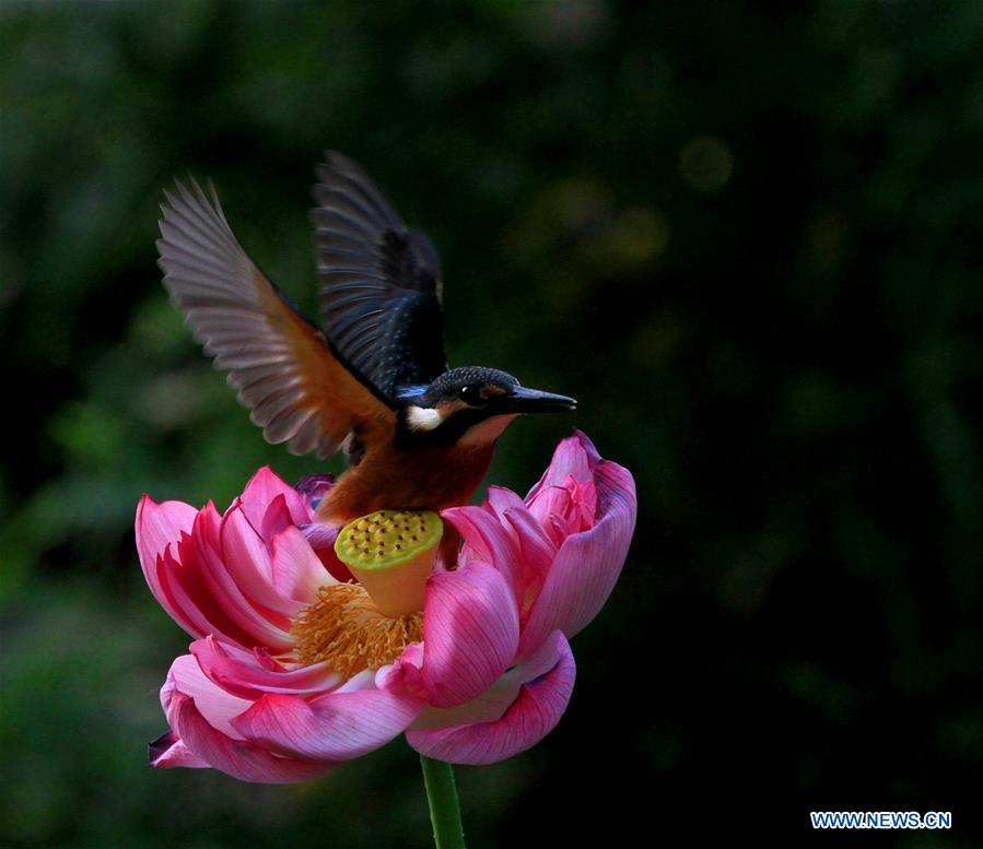 #CHINA-BEIJING-KINGFISHER (CN)