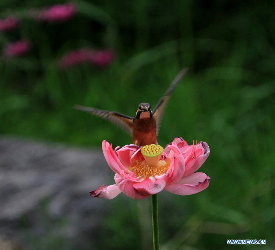 #CHINA-BEIJING-KINGFISHER (CN)