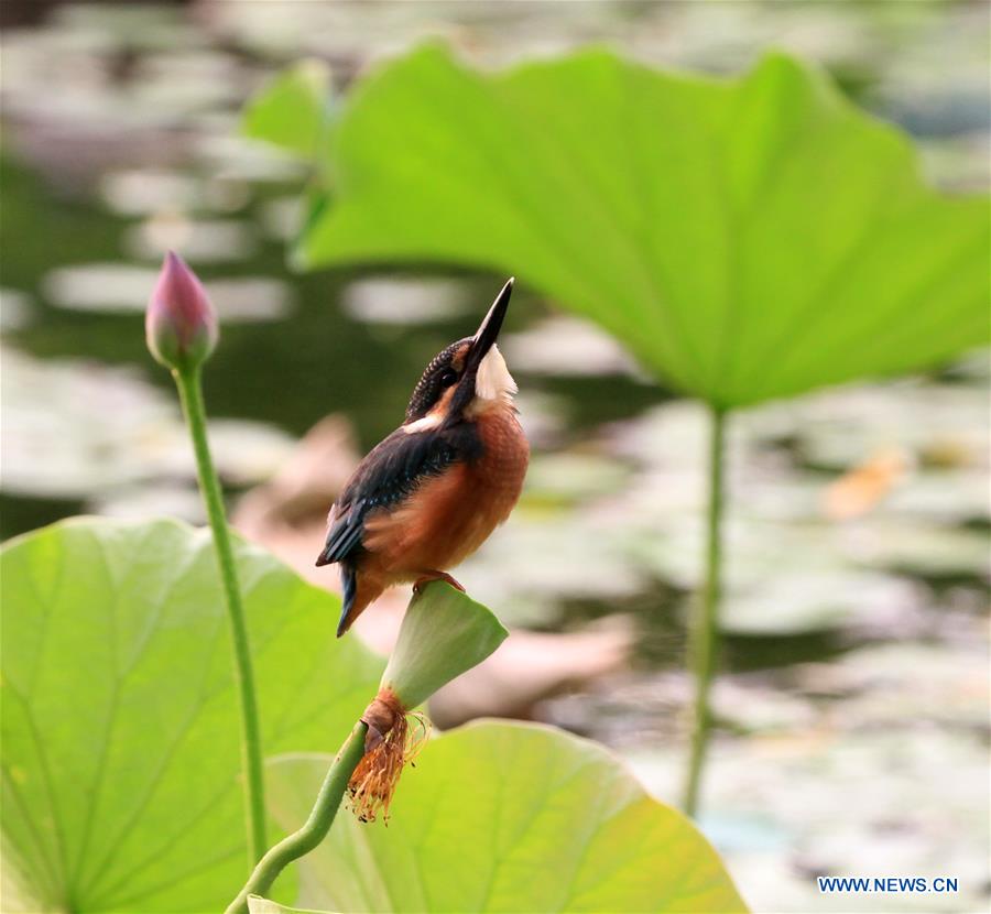 #CHINA-BEIJING-KINGFISHER (CN)