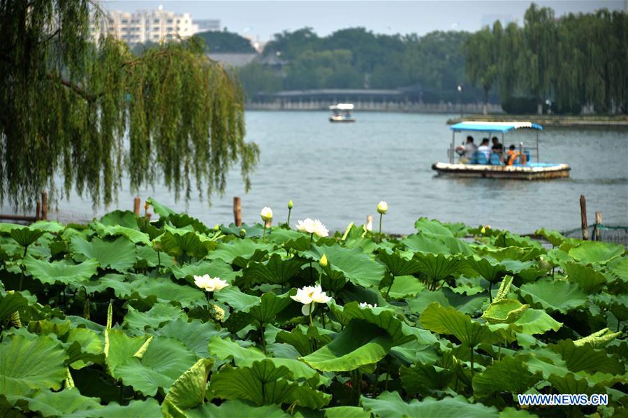 CHINA-SHANDONG-JINAN-LOTUS FLOWERS (CN)